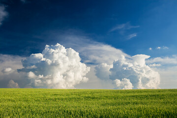 Breathtaking view of fresh green field with white fluffy clouds. Agronomic industry.
