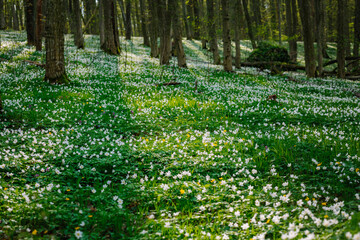 Fototapeta premium Breathtaking springtime blooms wood anemone in a forest clearing in sunny weather.