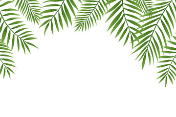 Palm tree branches top border. Gradient green palm trees leaves, tropical frame on white background © DesignToonsy