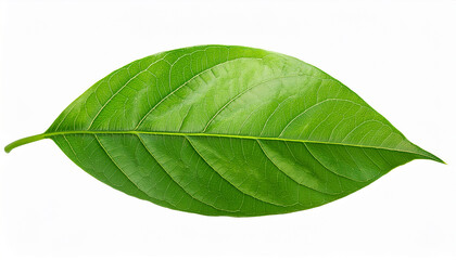 Obraz premium green leaves isolated on transparent white background clipping path