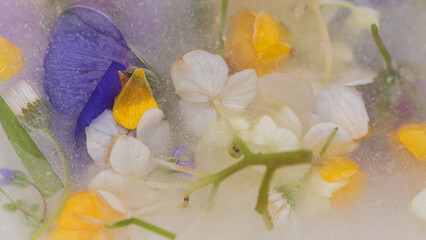 floral art background with fresh frozen flowers in white, yellow and purple featuring buttercup, geranium and hydrangea or hortensia