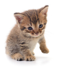 Fototapeta premium Kitten on white background.