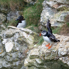 Fototapeta premium Beautiful Puffin Perched on the Cliff Edge