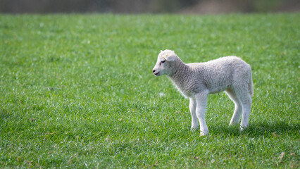 Obraz premium Young Lamb Standing in a Field