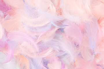 Colorful feather background, top view.