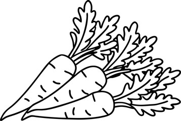 Black and white illustration of three carrots with leaves vegetable outline for coloring and design