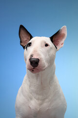 A white Bull Terrier sits gracefully against a bright blue background, showcasing its calm and poised demeanor. The studio lighting accentuates its unique features and fur texture.
