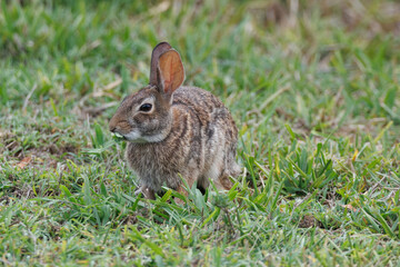 Fototapeta premium Wild Bunny Eating large Blade of Grass
