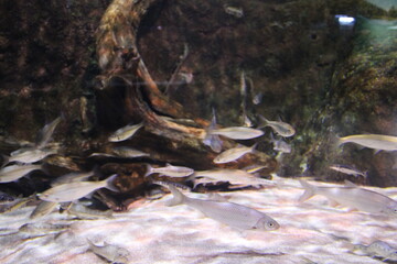 The view of freshwater aquarium with tropical fish, shrimps and water plants