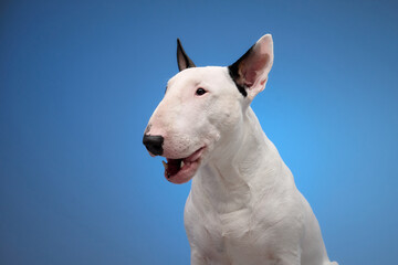 A white Bull Terrier with black ears smiles subtly, seated against a gradient blue background. The studio lighting accentuates its friendly and calm appearance.