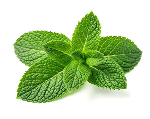 Fresh Mint Leaves - Vibrant Green Herb