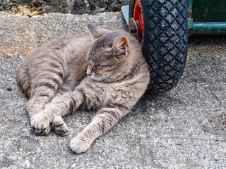 A gray tabby cat is curled up asleep on a concrete surface, using the wheel of a green cart as a pillow. The cat appears relaxed and comfortable, enjoying a nap in a convenient spot.