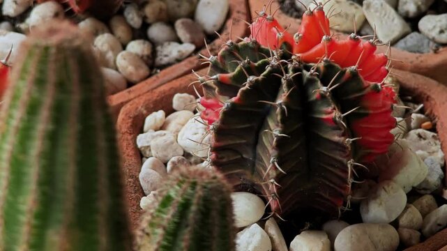 Cactus Echinopsis Chamaecereus in Pot. 

