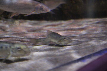 The view of freshwater aquarium with tropical fish, shrimps and water plants