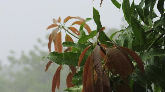 B-roll footage of a mango tree during a rainy monsoon day, Rainwater falls on the leaves of mango tree. featuring a small ant crawling on the wet branches and leaves. rain pouring mango leaves 4K