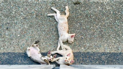 cats are playing in the yard