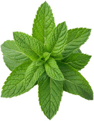 Fresh Mint Leaves, A Vibrant and Aromatic Herb for Culinary Creations