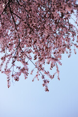 Plum flower and the background blue sky are in Spring season