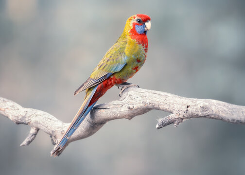 Fototapeta Close-up side view of a juvenile crimson rosella (Platycercus elegans) perched on a branch with blurred eucalyptus forest behind, Australia