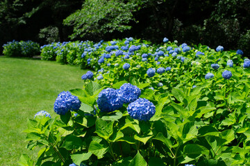 青い紫陽花が咲き続く風景｜涼やかな夏の庭園 Scenery of Blooming Blue Hydrangeas｜Refreshing Summer Garden