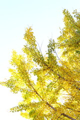 イチョウの黄葉