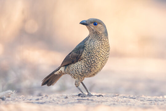 Fototapeta Close-up of a wild female satin bowerbird (Ptilonorhynchus violaceus) standing on forest floor, Australia