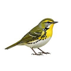 Obraz premium Yellow throated Vireo PNG