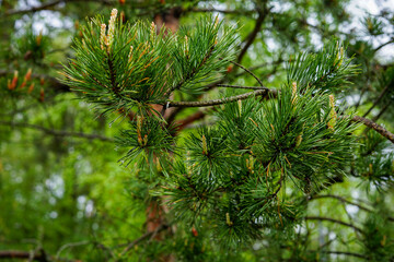Close-up of a pine branch with green needles