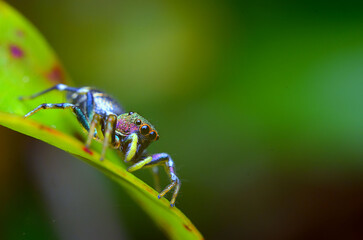 macro of a spider 