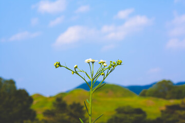대구광역시 불로동 고분군