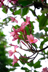 Close Up Photo Of Pink Frangipani Flowers In Full Bloom And Green Leaves Bokeh Background