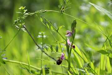 Native late spider orchid (Ophrys holosericea) among lush green herbs in spring (Baden, Germany)
