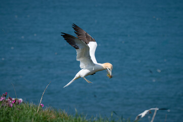 Gannet Flying Over the North Sea with Nesting Material