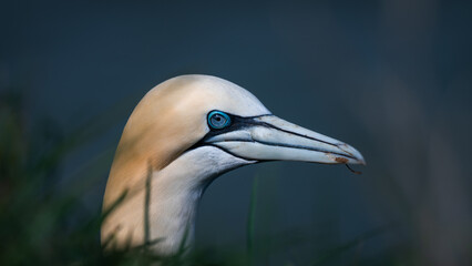Fototapeta premium Close-up Portrait of a Gannet