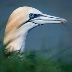 Close-up Portrait of a Gannet