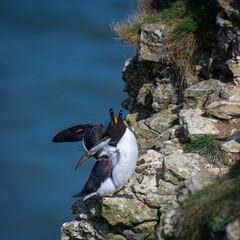 Razor Bill Perched on a North Sea Cliff