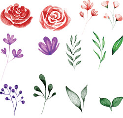 Vector illustration of a rose, Watercolor rose set perfect for wedding invitations, greeting cards, social media graphics, branding, and other creative projects