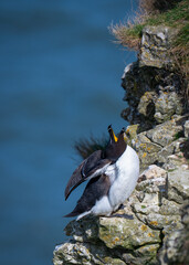 Razor Bill Perched on the Cliff Edge