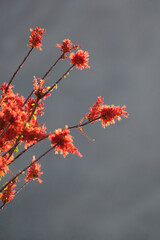 red blooming ocotillo flowers in the golden hour sunlight