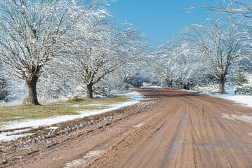 A muddy road stretches between rows of leafless trees covered in snow, creating a peaceful winter scene under a soft, overcast sky.