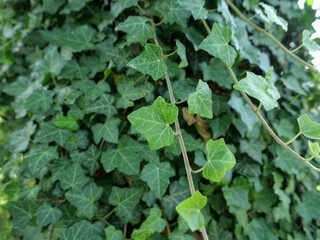 ivy plant background
