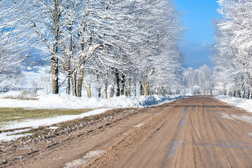A muddy road stretches between rows of leafless trees covered in snow, creating a peaceful winter scene under a soft, overcast sky.