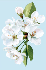 Fototapeta premium Soft Blue Cherry Blossom Vector Background with White Petals and Botanical Details for Elegant Use