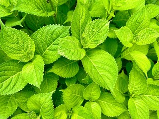 Natural Leaf Pattern with Vibrant Green Hydrangea Foliage