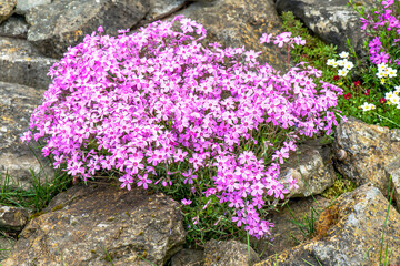 Polsterphlox