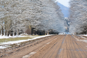 A muddy road stretches between rows of leafless trees covered in snow, creating a peaceful winter scene under a soft, overcast sky.