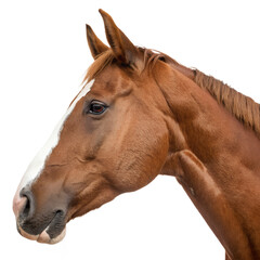 Fototapeta premium Horse (Head Portrait)