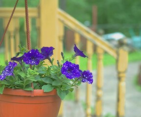Purple marble petunia in hanging pot on porch with yellow railings