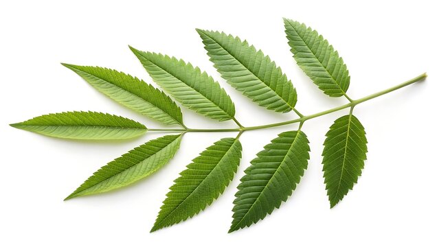 Green sumac leaf branch isolated on white background