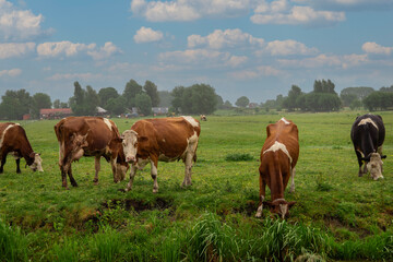 Herd of cows grazing in the field. Farming